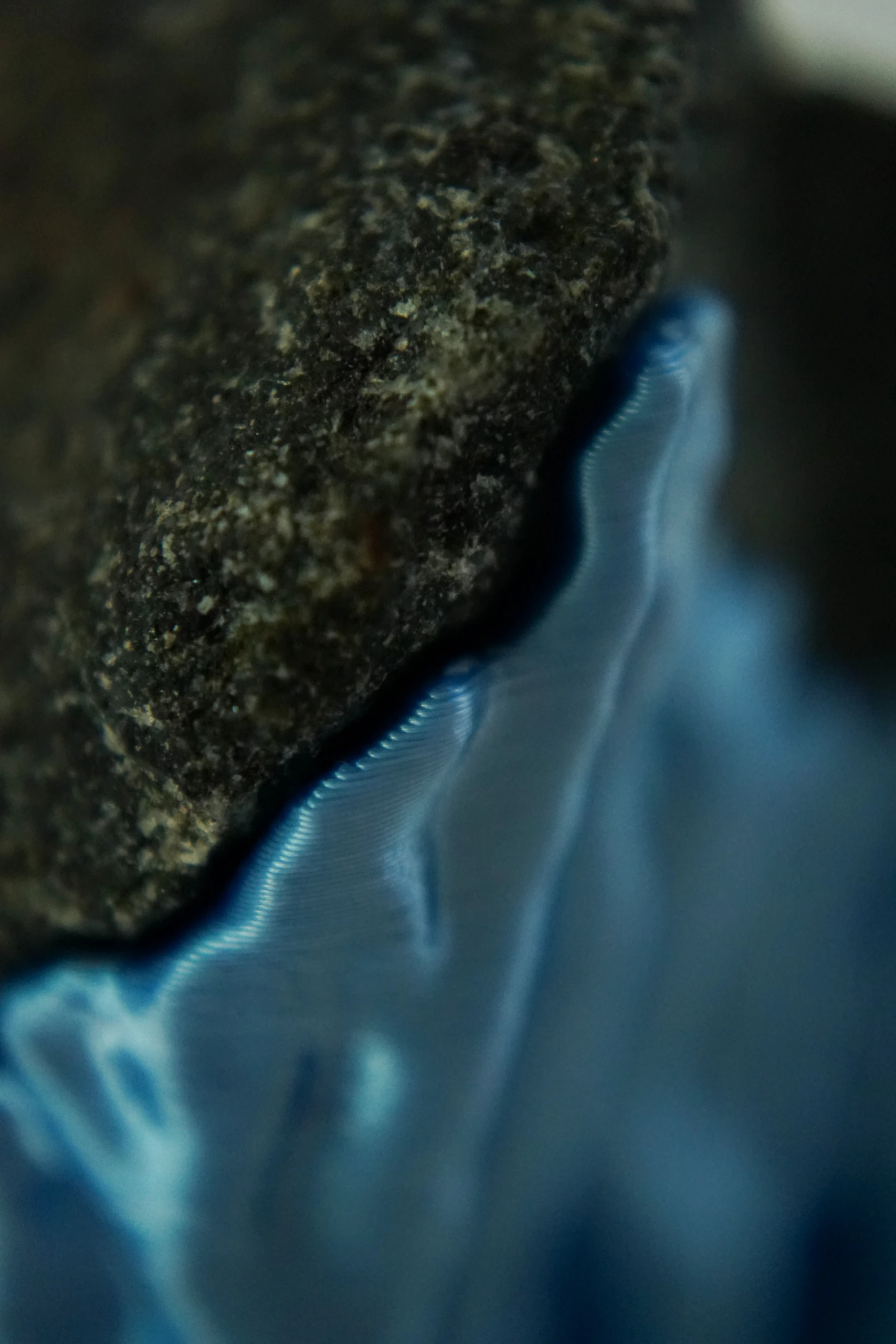 Blue Hyphae III (2026), sculpture by Sjors Driessen with three dark olivine diabase stones supported by bright blue branching hyphae-like structures.