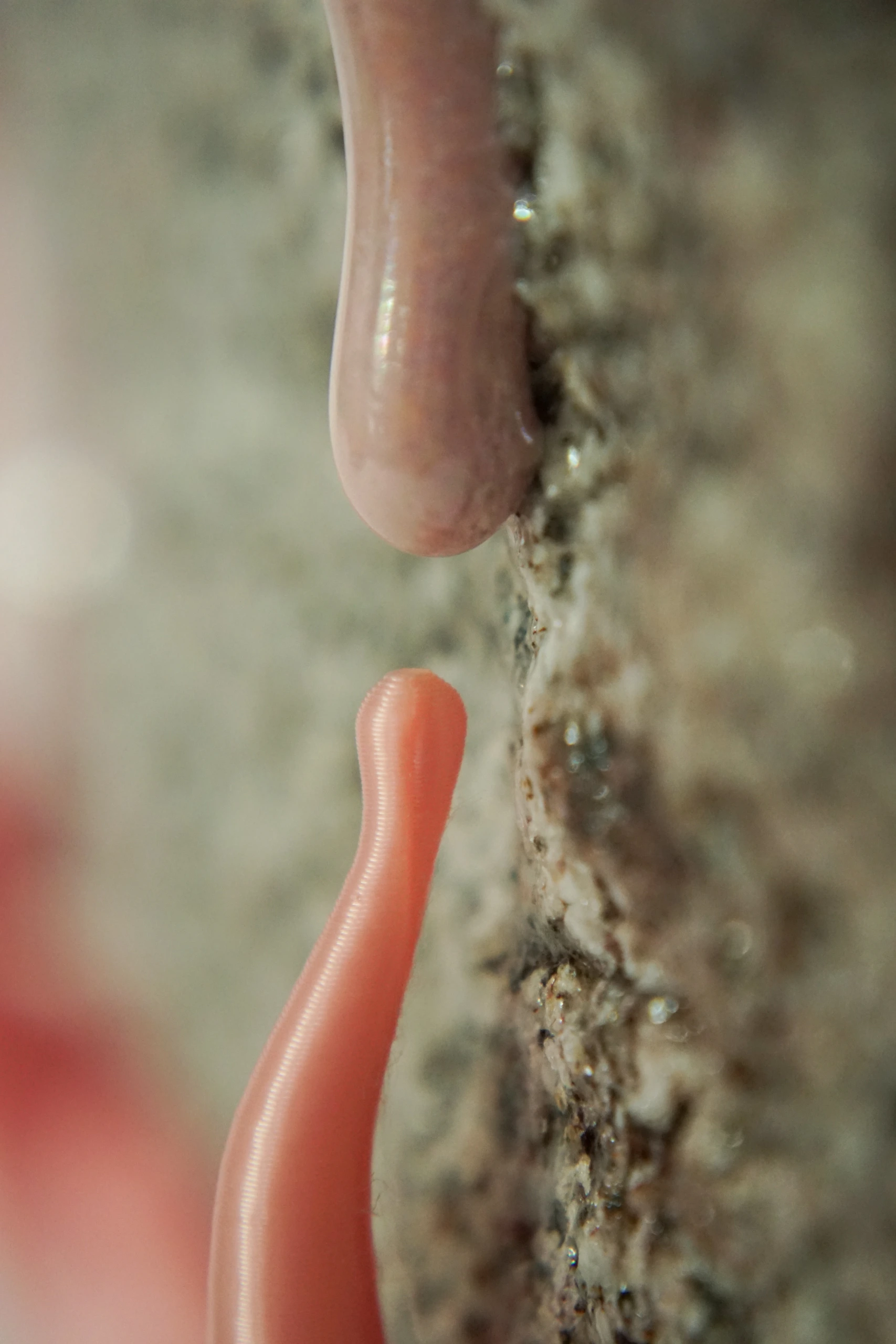 Pink Hyphae (2026), sculpture by Sjors Driessen combining granite with pink glaze and branching pink hyphae-like structures that appear to support and grow around the stone.